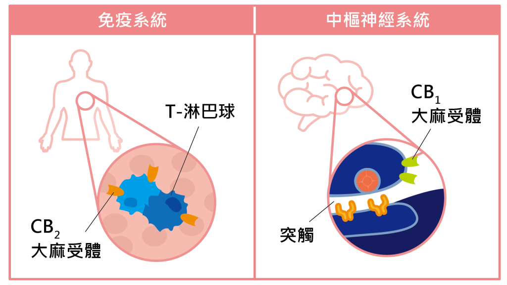 大麻持續時間